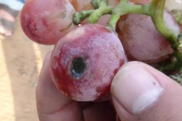 Grape Bacterial Infections 2